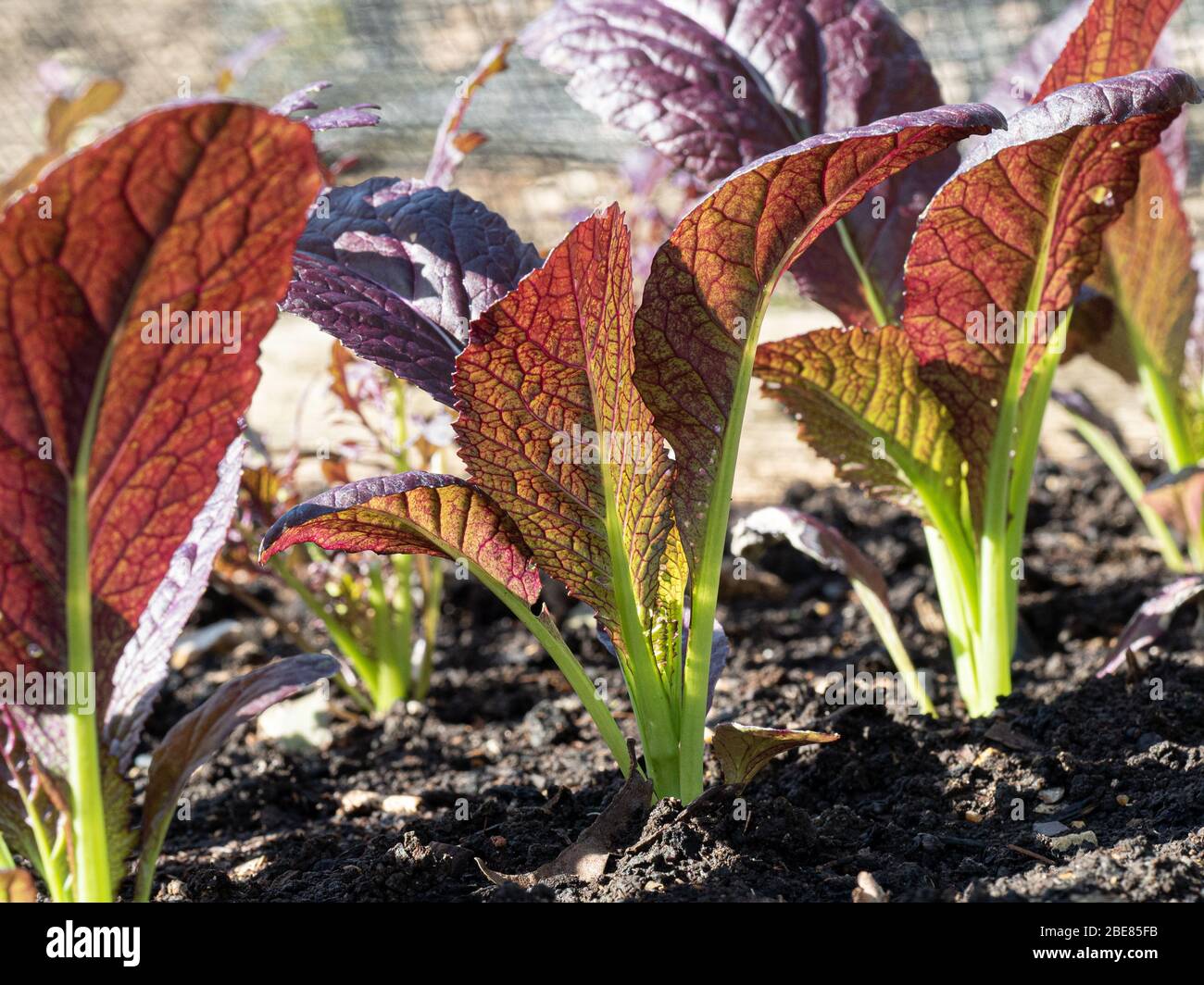 Eine Würmer-Ansicht einer Reihe von jungen Pflanzen des Senfs Bloody Mary Stockfoto