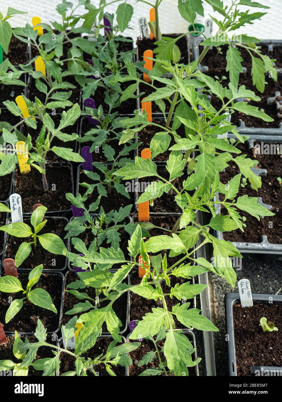 Eine Gruppe junger Tomaten- und Pfefferpflanzen, die in Töpfen in einem Gewächshaus wachsen Stockfoto