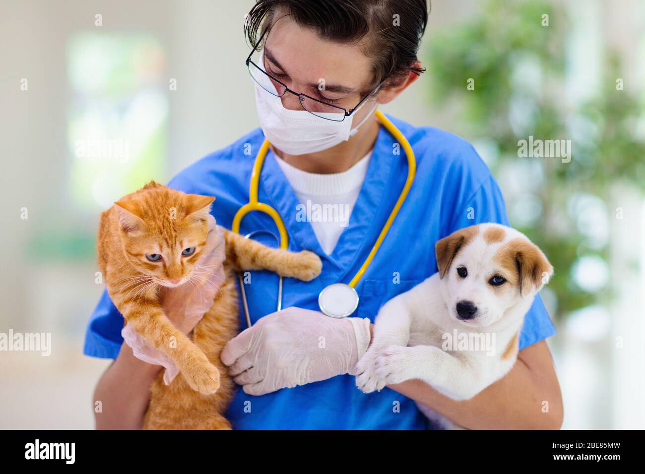 Vet Prüfung von Hund und Katze. Welpen und Kätzchen bei Tierarzt Arzt. Tierklinik. Haustier bis zu überprüfen und Impfung. Health Care für Hunde und Katzen. Stockfoto