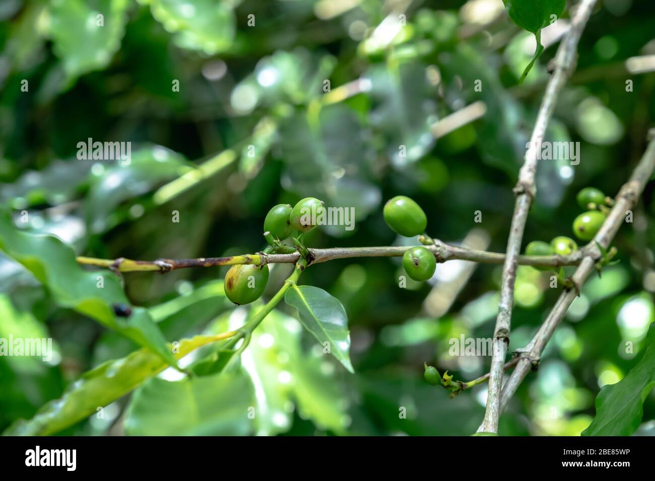 Grüne arabica Kaffeebohnen auf Kaffeebaum, grüne Kaffeebohnen wachsen Stockfoto