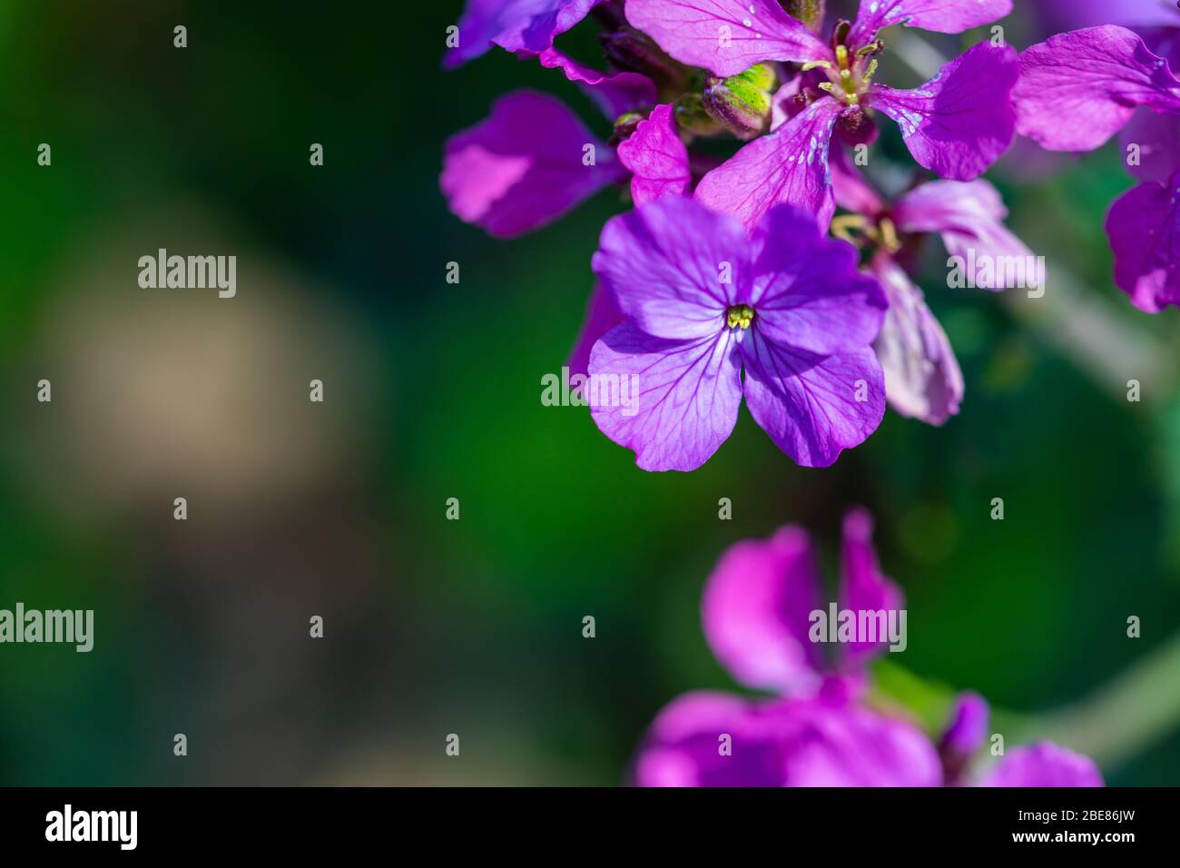 Eine purpurrote leuchtende jährliche Ehrlichkeit mit einem dunklen verschwommenen Hintergrund Stockfoto