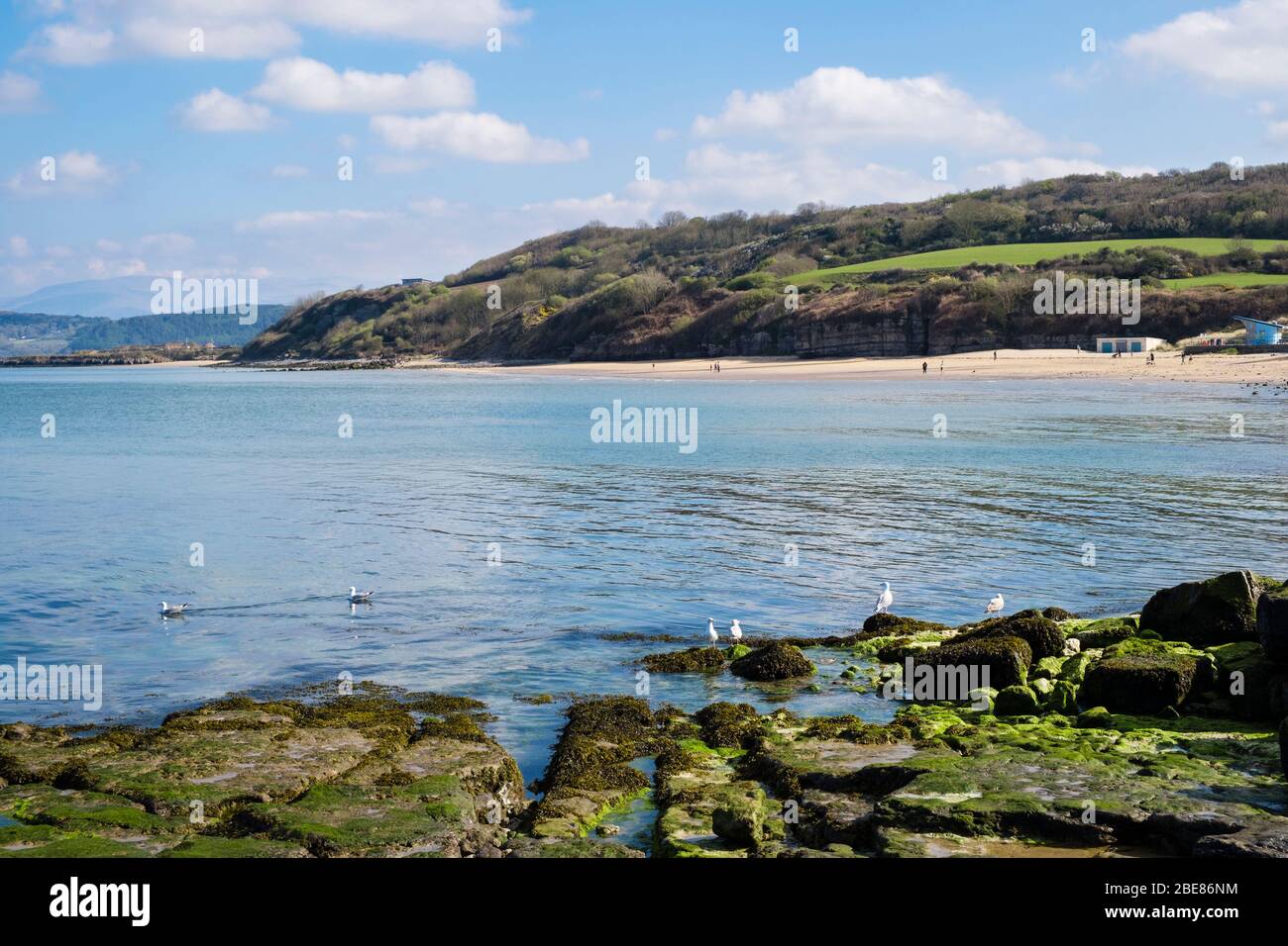 Hering Möwen auf Felsen und Blick über das ruhige blaue Meer in der Bucht zu ruhigen Strand bei Flut. Benllech, Isle of Anglesey, Nord Wales, Großbritannien Stockfoto