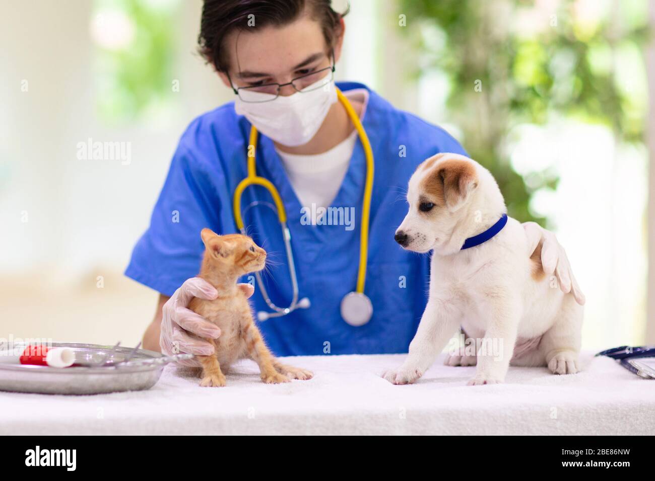 Vet Prüfung von Hund und Katze. Welpen und Kätzchen bei Tierarzt Arzt. Tierklinik. Haustier bis zu überprüfen und Impfung. Health Care für Hunde und Katzen. Stockfoto