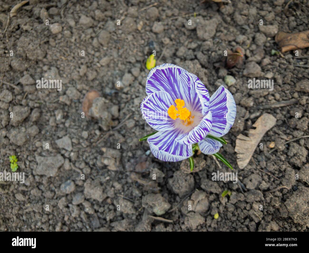 Geöffnete Knospe der Krokus-Blume zeigt - Frühling kommt und das Leben geht an trotz der Coronavirus COVID-19 Pandemie Stockfoto