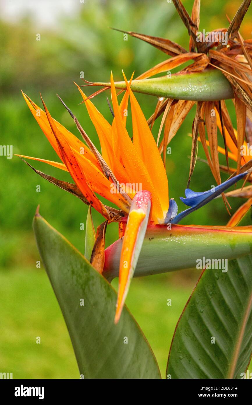 Paradiesvogel Blume Strelitzia exotisch orange blau in Nahaufnahme Stockfoto