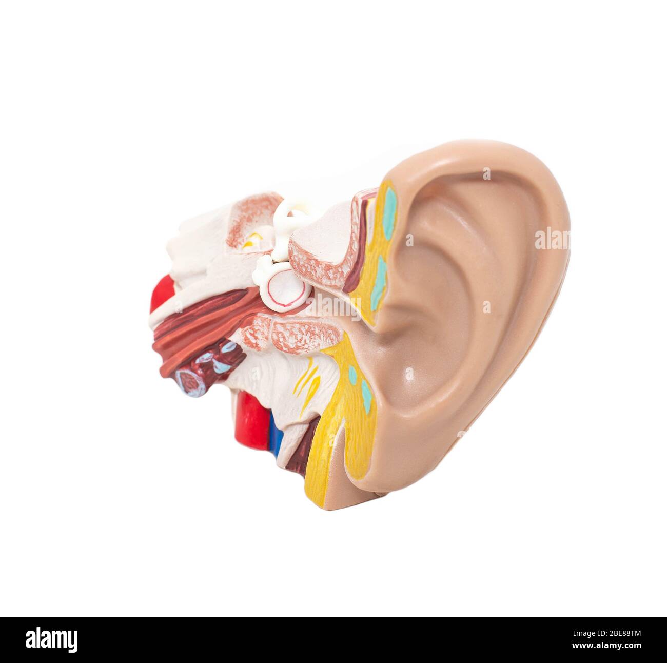 Mock-Ohr mit Trommelfell und Hörrohr auf weißem Hintergrund, isolieren. Das Konzept der Krankheiten in der Otolaryngologie Stockfoto