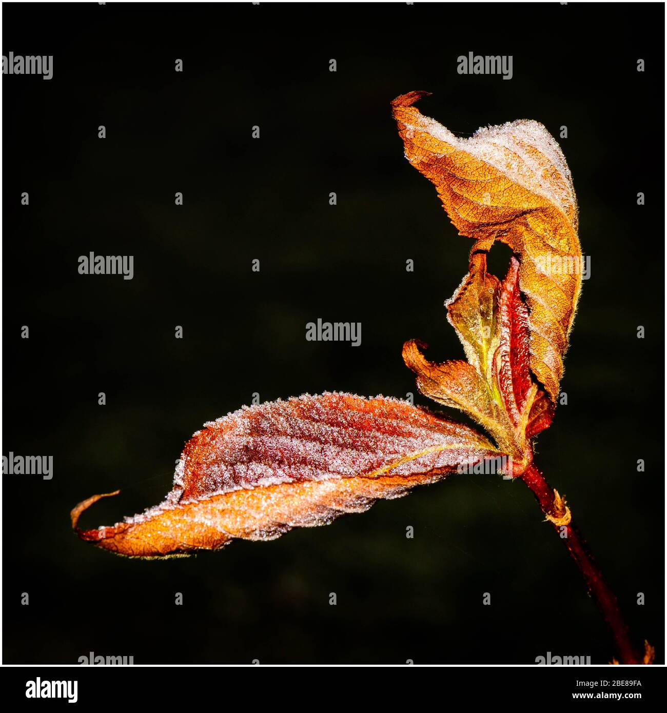 Frost auf Blätter im Herbst Stockfoto