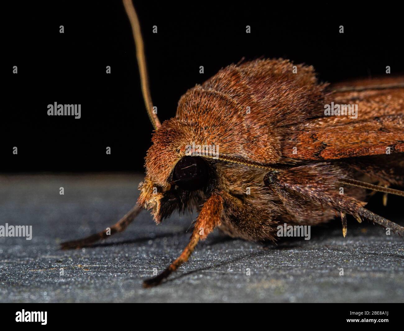 Ohrhörer Stockfoto