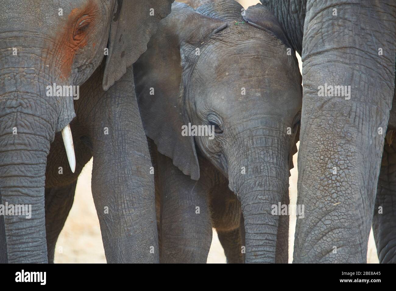 Ein Elefantenkalb genießt die Zeit der Familienbindung Stockfoto