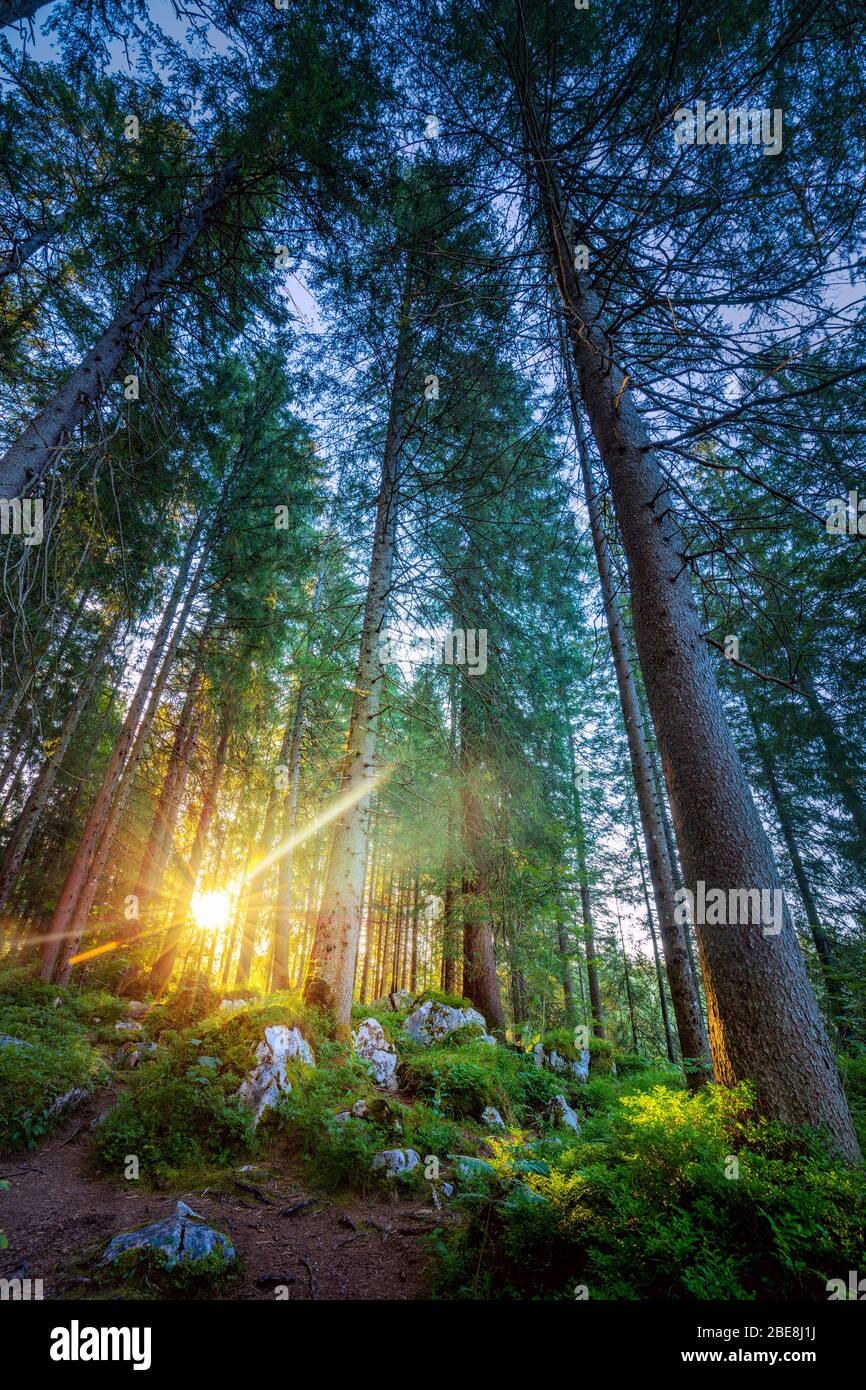 Wild Silent Forest mit schönen hellen echten Sonnenstrahlen, vertikal Stockfoto