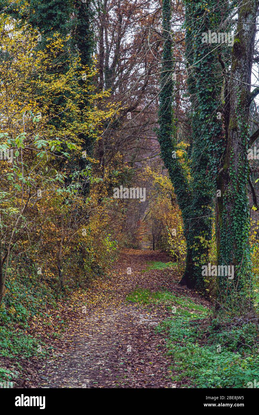 Pfad mit Baumblättern im Wald bedeckt, Spätherbst Stockfoto