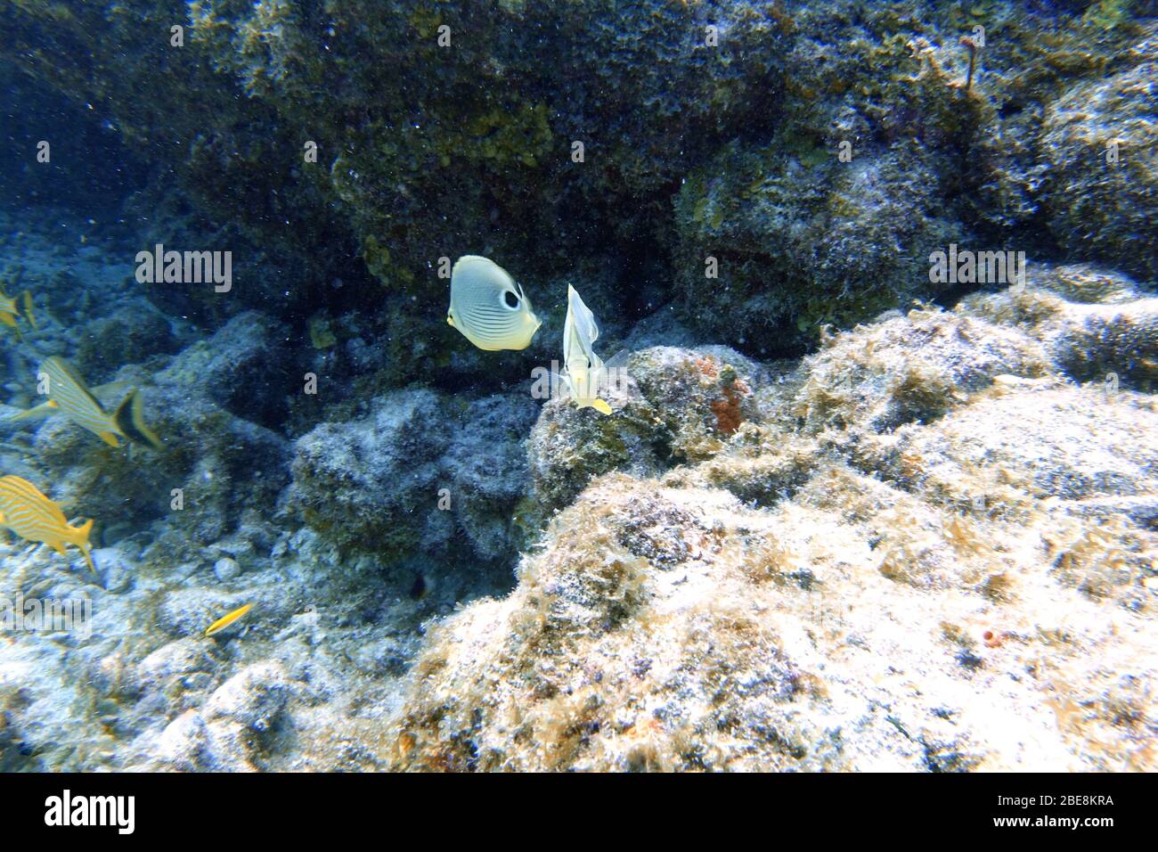 Ein Unterwasserfoto eines vier-Eyed-Schmetterlingsfischs oder Chaetodon capistratus, ist im westlichen Atlantik, Bermuda und der Karibik gefunden. Stockfoto