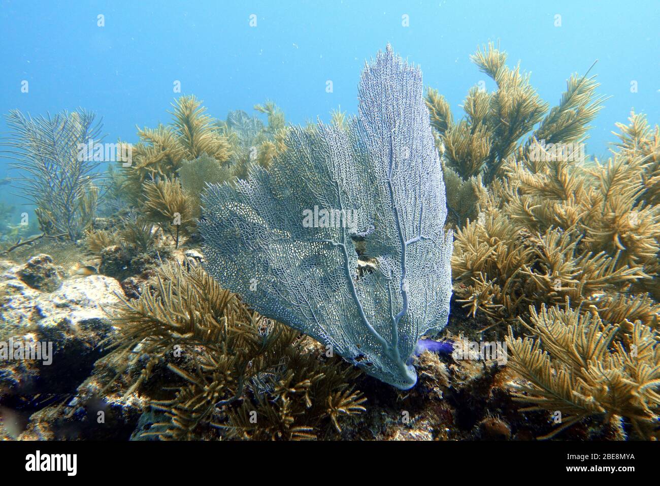 Ein Unterwasserfoto von Gorgonia ventalina, der lila Meeresfächer, ist eine Art von Meeresfächerart, ein Oktocoral in der Familie Gorgoniidae. Es ist in der wes gefunden Stockfoto