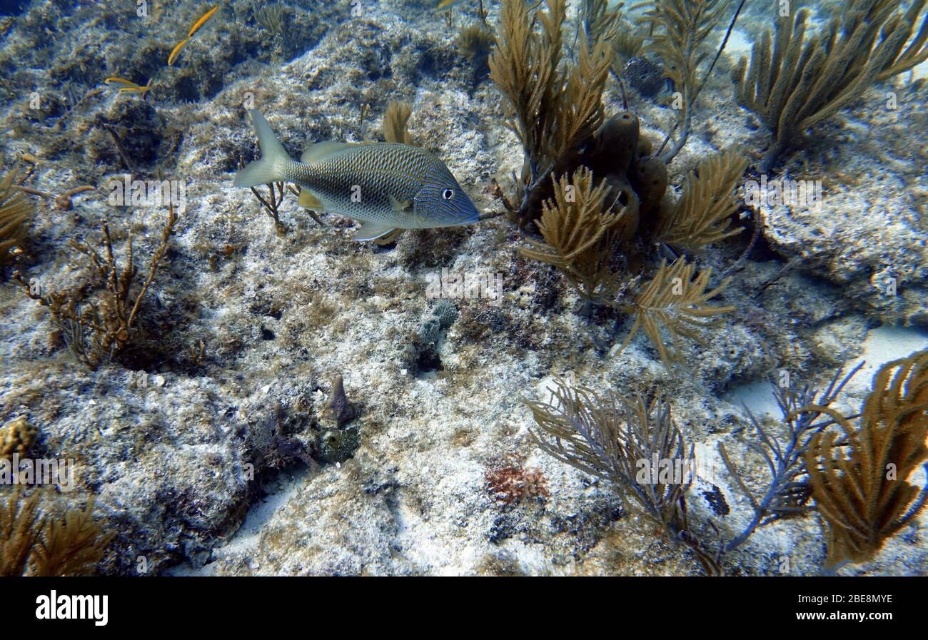 Ein Unterwasserfoto von blaugestreiftem Grunz (Haemulon sciurus) oder blaugestreiftem Grunz, ist eine subtropische Art von Grunz aus dem westlichen Atlantik OC Stockfoto