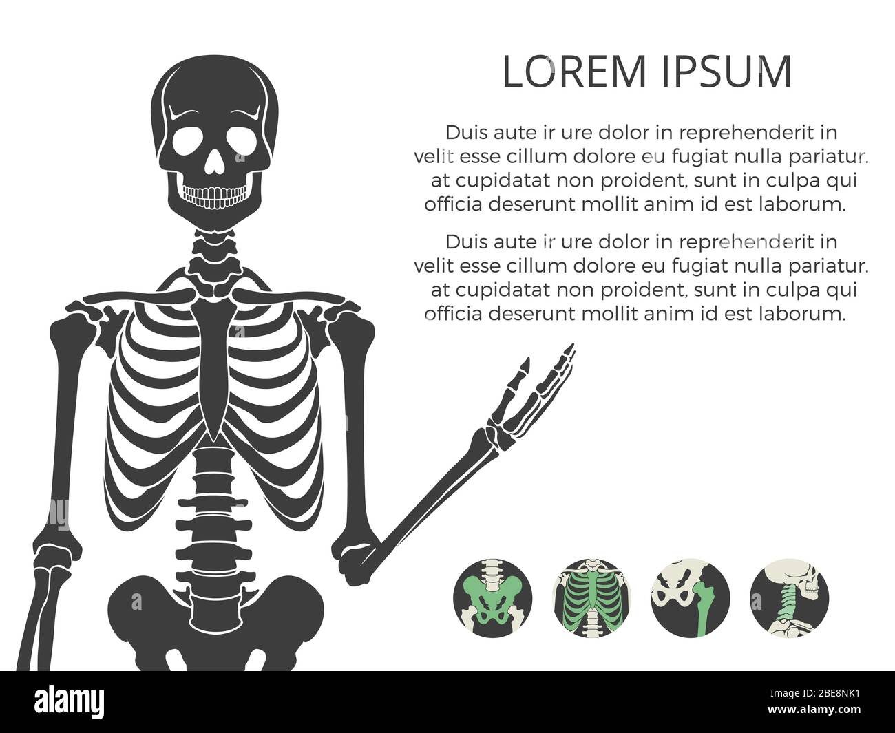 Medizinisches Poster oder Banner mit menschlichem Skelett und Knochen. Vektorgrafik Stock Vektor