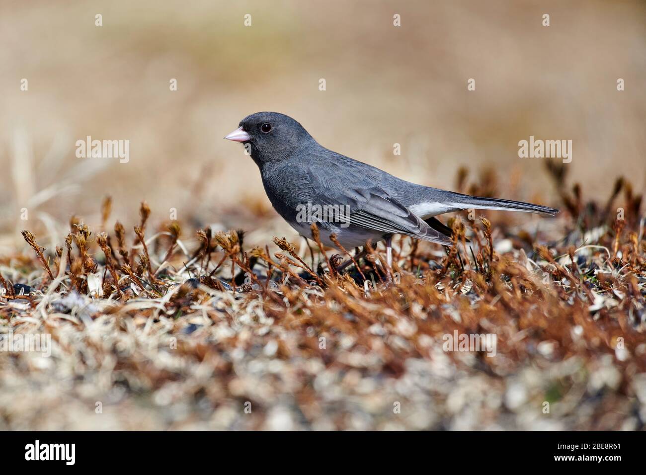 Männchen Dunkeläugige Junco (Junco hyemalis) Schieferfarbige Untergruppe, Futter für Samen im Garten, Cherry Hill, Nova Scotia, Kanada Stockfoto