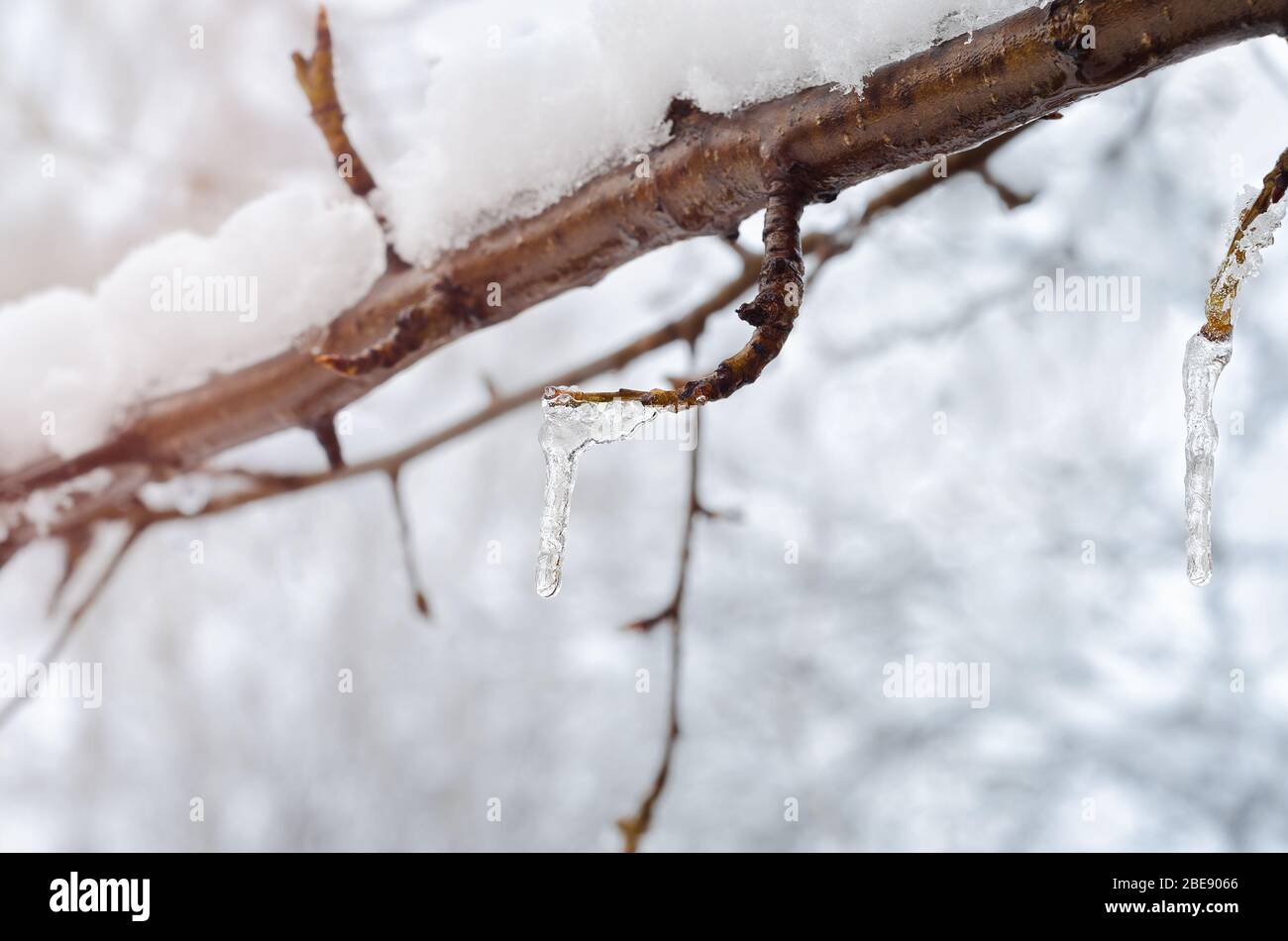 Eiszapfen auf den Zweigen eines Obstbaums während des April kalten Snap und Schneefall in Russland Stockfoto