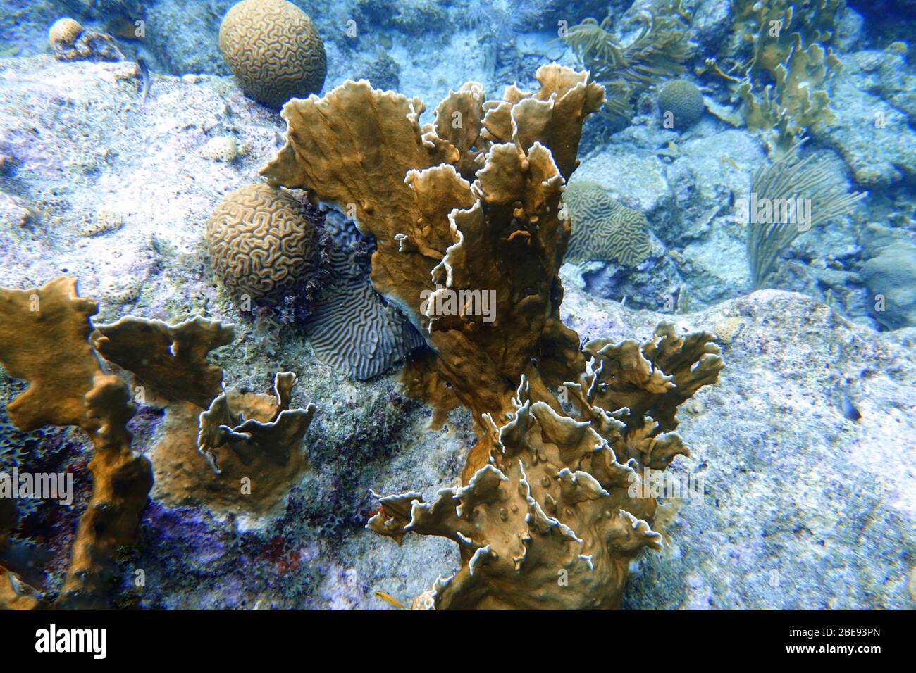 Ein Unterwasserfoto von Korallen. Korallen sind marine Wirbellose innerhalb der Klasse Anthozoa des Stammes Cnidaria. Sie leben in der Regel in kompakten Kolonie Stockfoto