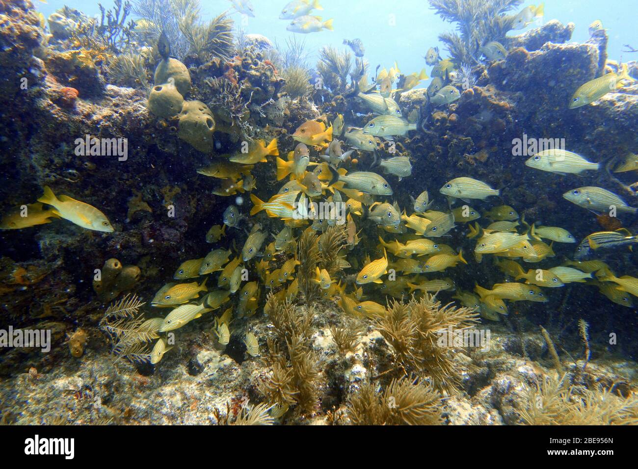 Ein Unterwasserfoto von blaugestreiftem Grunz (Haemulon sciurus) oder blaugestreiftem Grunz, ist eine subtropische Art von Grunz aus dem westlichen Atlantik OC Stockfoto