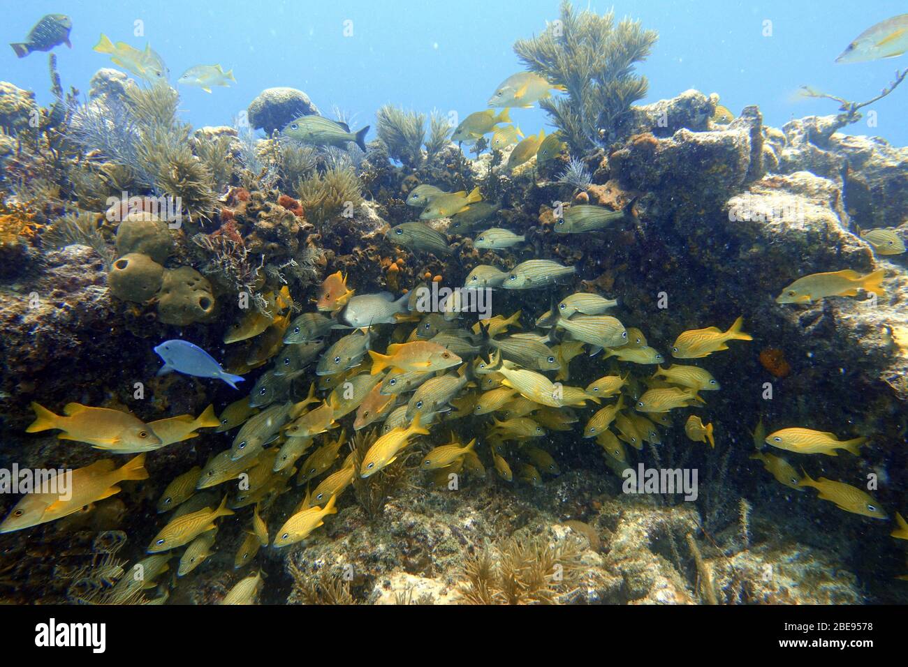 Ein Unterwasserfoto von blaugestreiftem Grunz (Haemulon sciurus) oder blaugestreiftem Grunz, ist eine subtropische Art von Grunz aus dem westlichen Atlantik OC Stockfoto