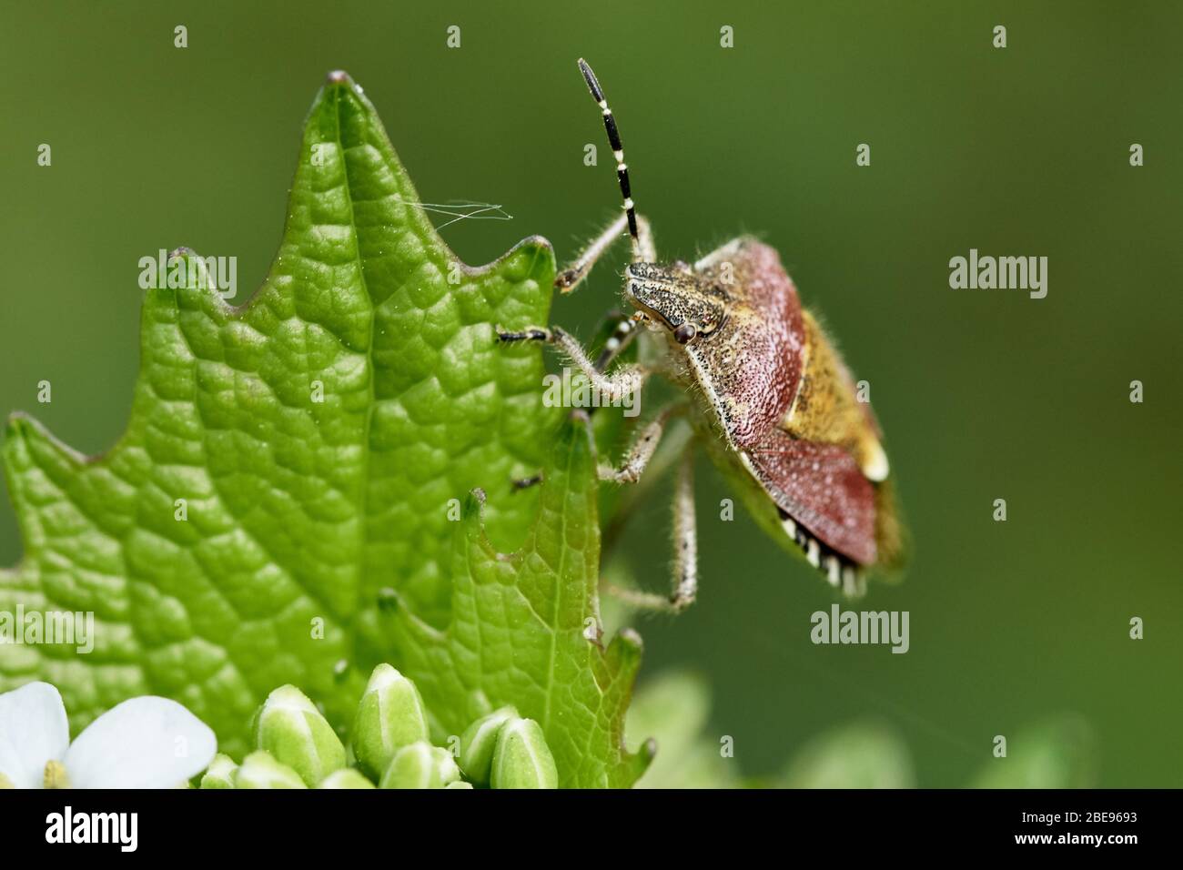 Nahaufnahme Schlehe-Käfer auf einem grünen Blatt (Dolycoris baccarum ist eine Art von Schildkäfer in der Familie Pentatomidae) Stockfoto