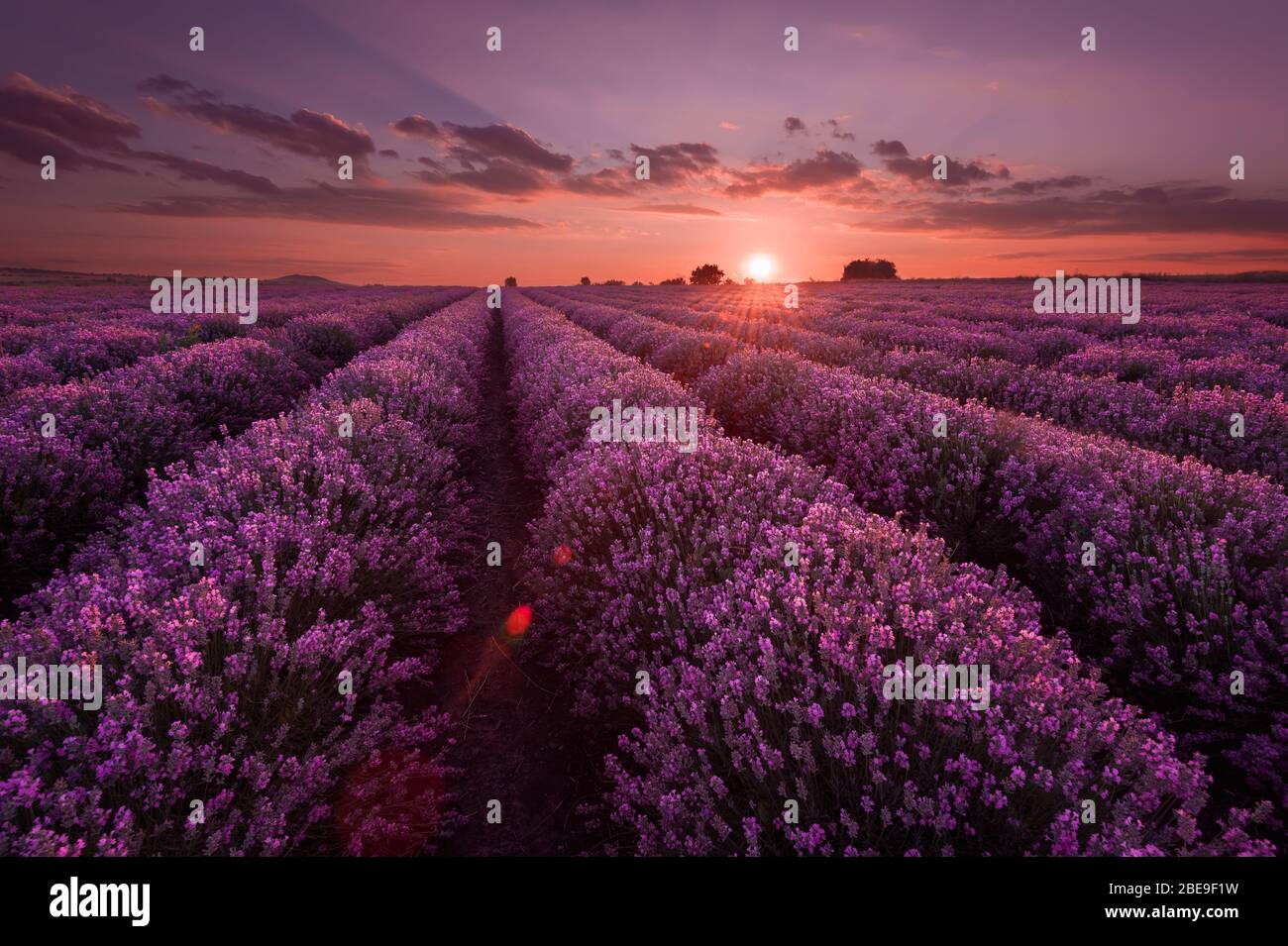 Lavendelfelder. Wunderschönes Bild von Lavendelfeld. Sommeruntergangslandschaft, kontrastierende Farben. Dunkle Wolken, dramatischer Sonnenuntergang. Stockfoto