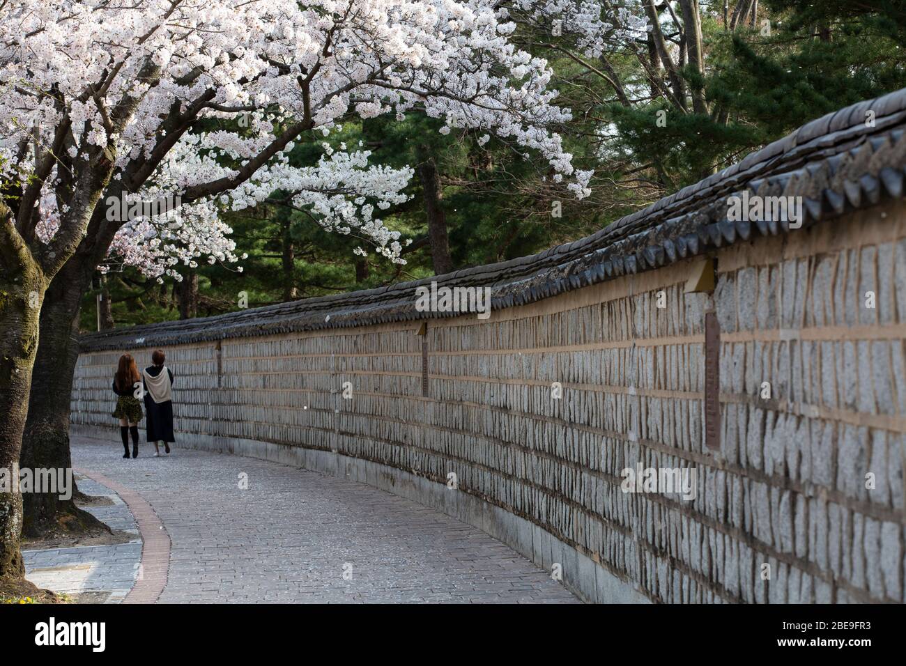 Schöne Landschaft von Kirschblüten in der Straße (Daerungwon) in Gyeongju, Korea : 30 Mar 2020 Stockfoto