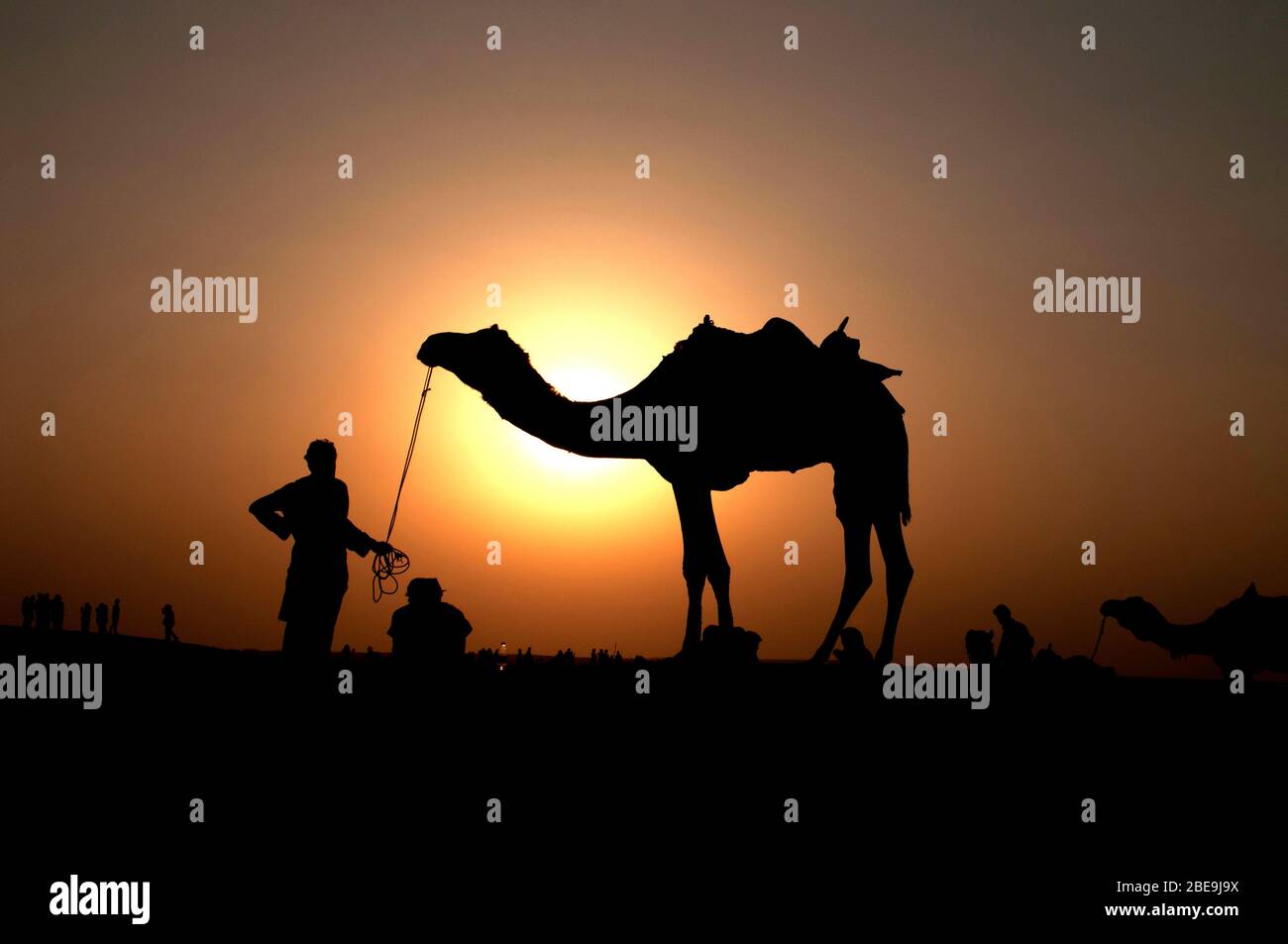 Silhouette eines Kamels, Jaislamer Bezirk, Rajasthan, Indien Stockfoto