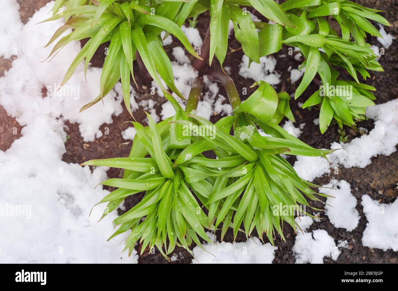 Schneebefall Blütensprossen während der April kalten Snap und Schneefall in Russland Stockfoto