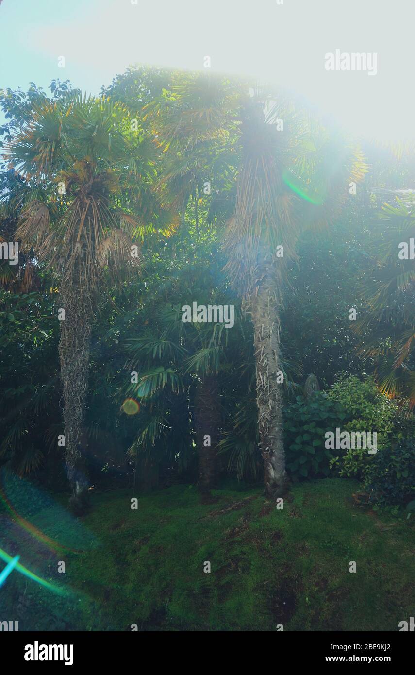 Palmen an einem sonnigen Tag in St. Just-in-Roseland, Großbritannien: Stockfoto