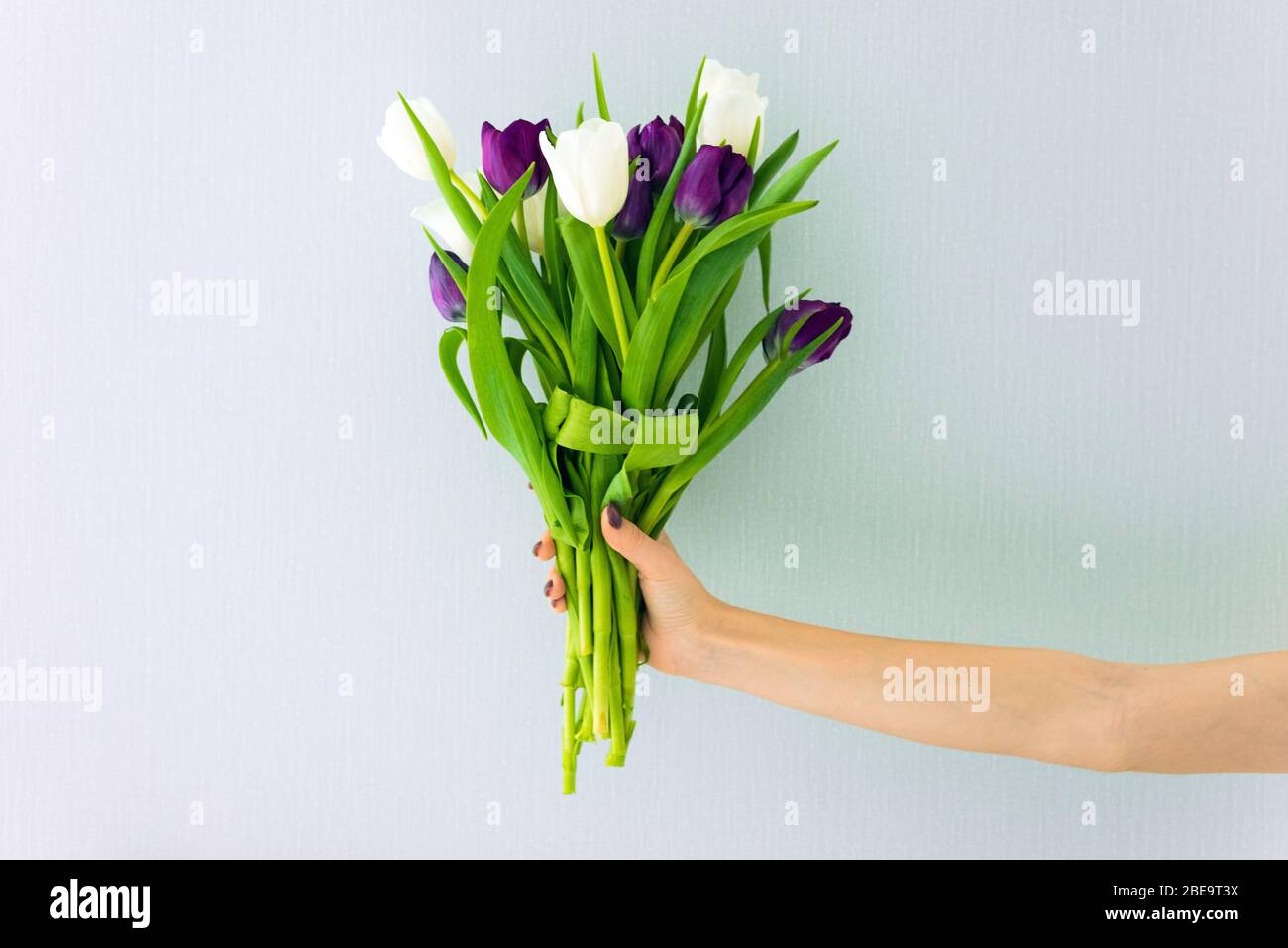 Ein Strauß Tulpen auf dem blauen Hintergrund. Jemand hält schöne Blumen. Stockfoto