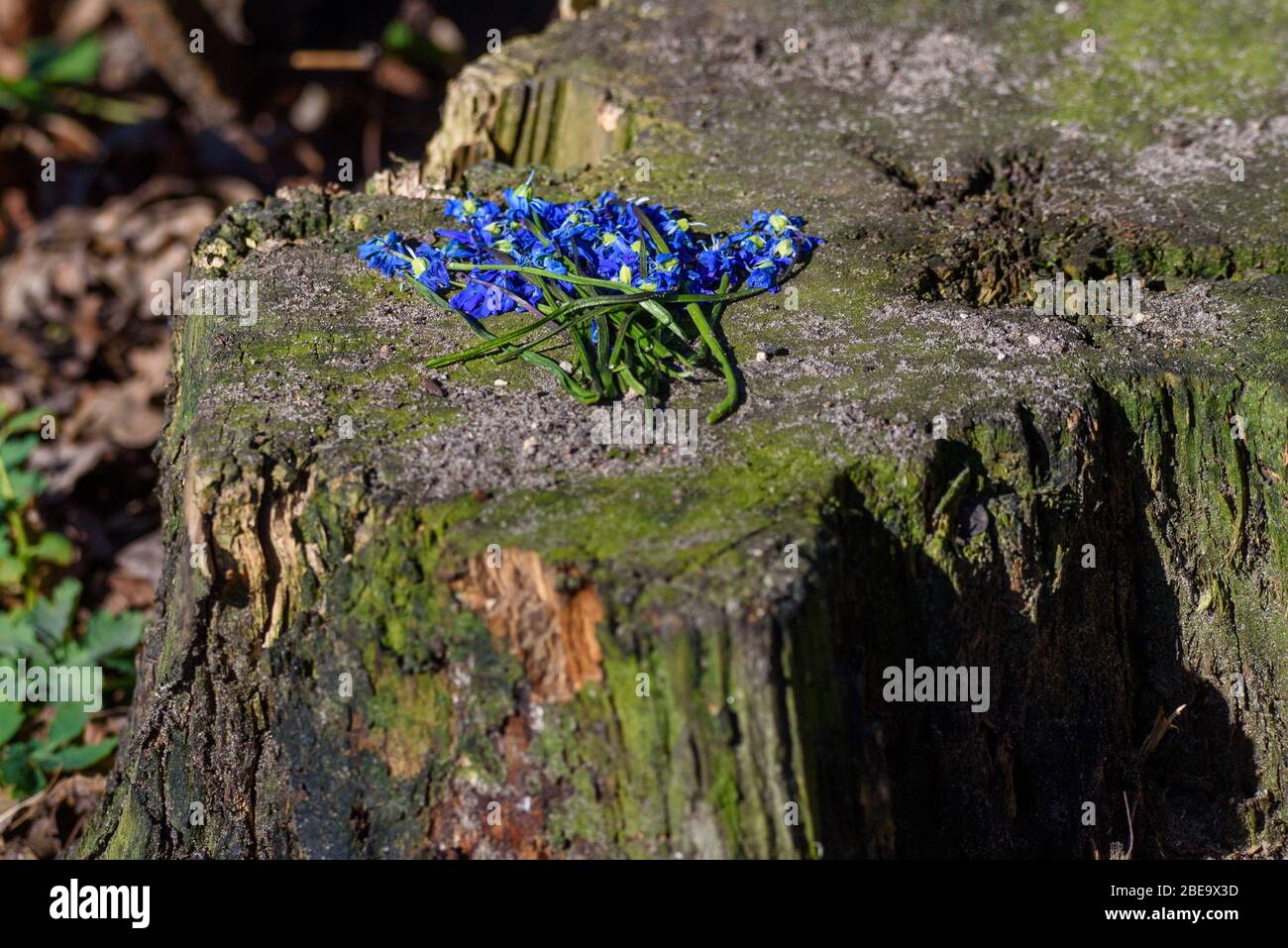 Foto mit selektivem Fokus. Blaue Schneeglöpfblumen auf Baumstumpf im Park. Frühjahrssaison. Stockfoto