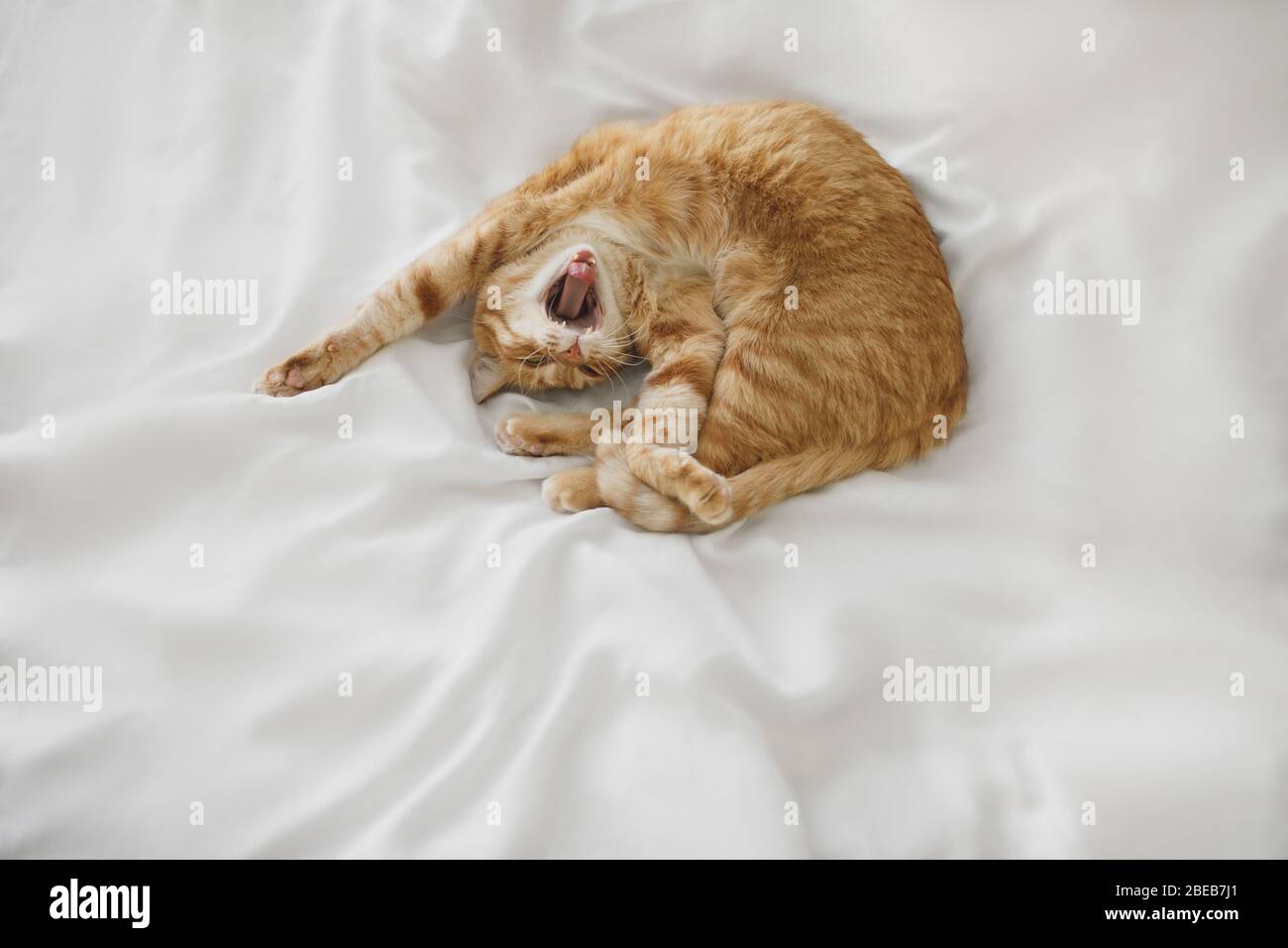 Rote Ingwer Katze schlafen am weißen Bettlaken und Gähnen Stockfoto