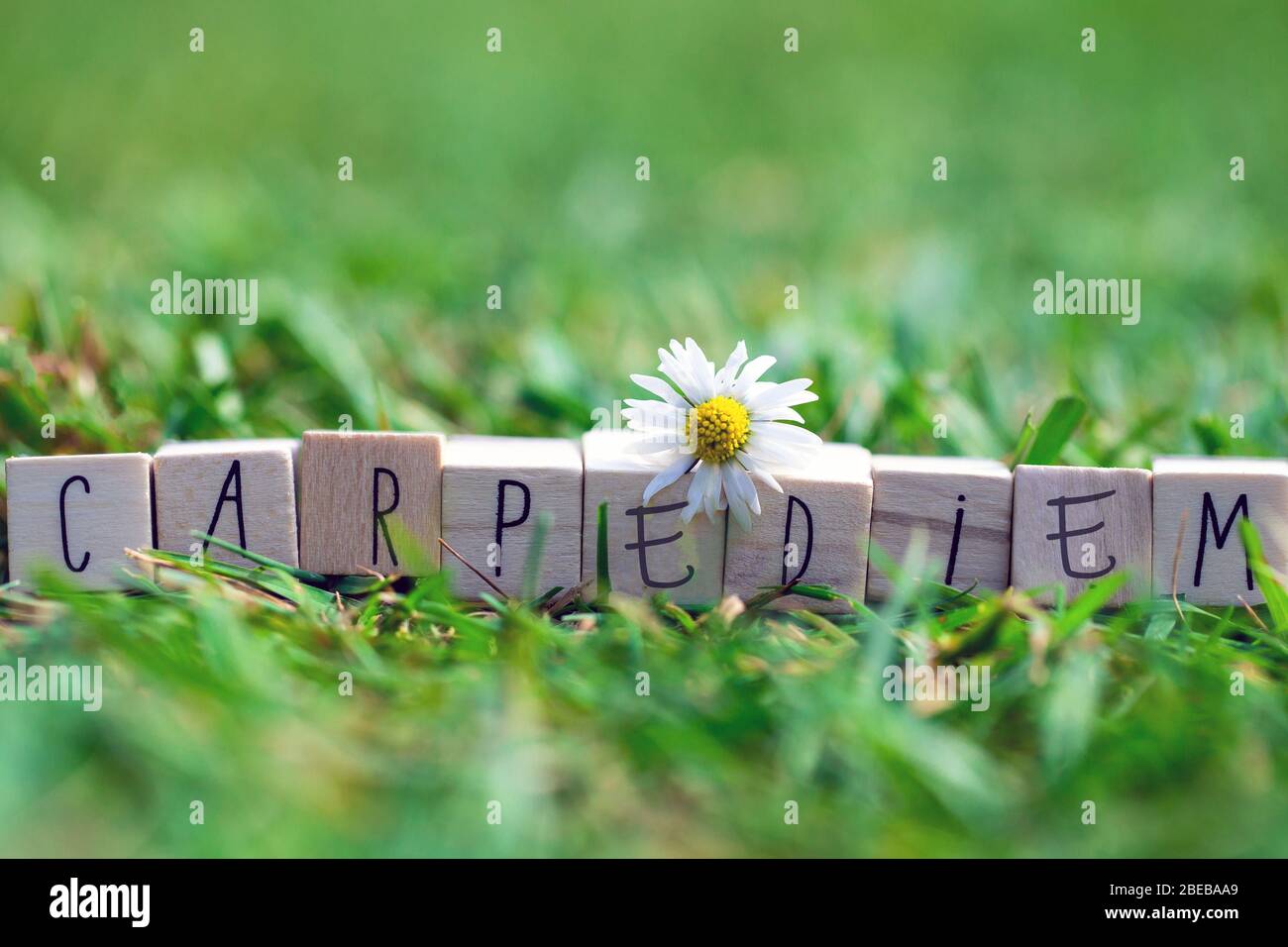 Holzwürfel mit den Worten Carpe Diem, was bedeutet, den Tag zu ergreifen, in grünem hellem Gras und einem weißen Gänseblümchen, Sommer Hintergrund Stockfoto