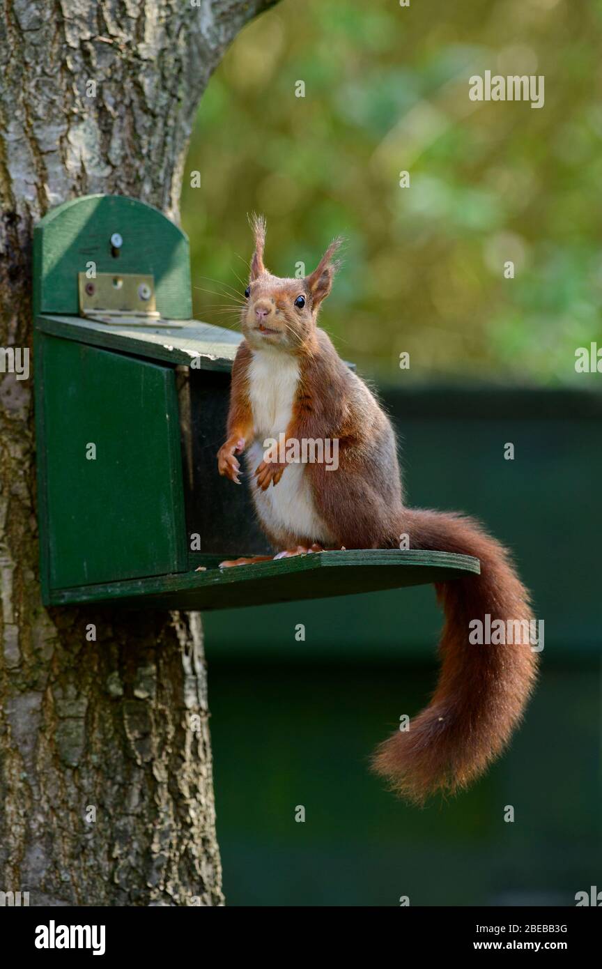 Rotes Eichhörnchen in einer lustigen neugierigen Pose auf einem Futterhäuschen mit Eichhörnchen Nahrung Stockfoto