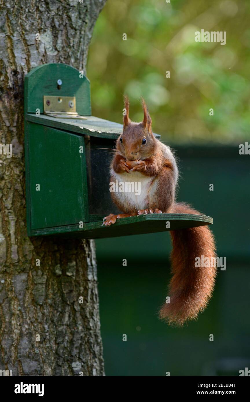 Rotes Eichhörnchen auf einem Futterhäuschen, das eine Haselnuss isst Stockfoto