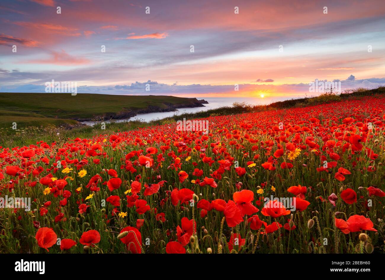 Schönes Abendlicht über den Mohn Felder, Cornwall Stockfoto