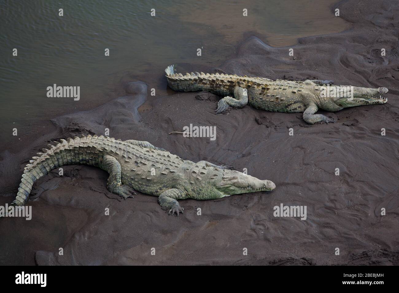 Krokodile am schlammigen Flussufer Stockfoto