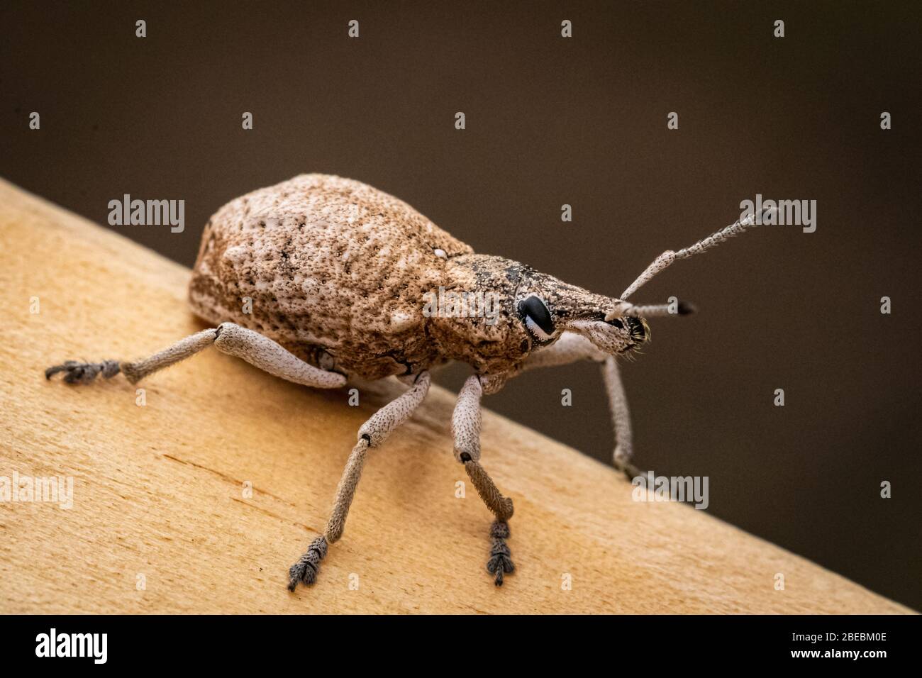 Australina Wattle Pig Weevil auf hellem Holz Stockfoto
