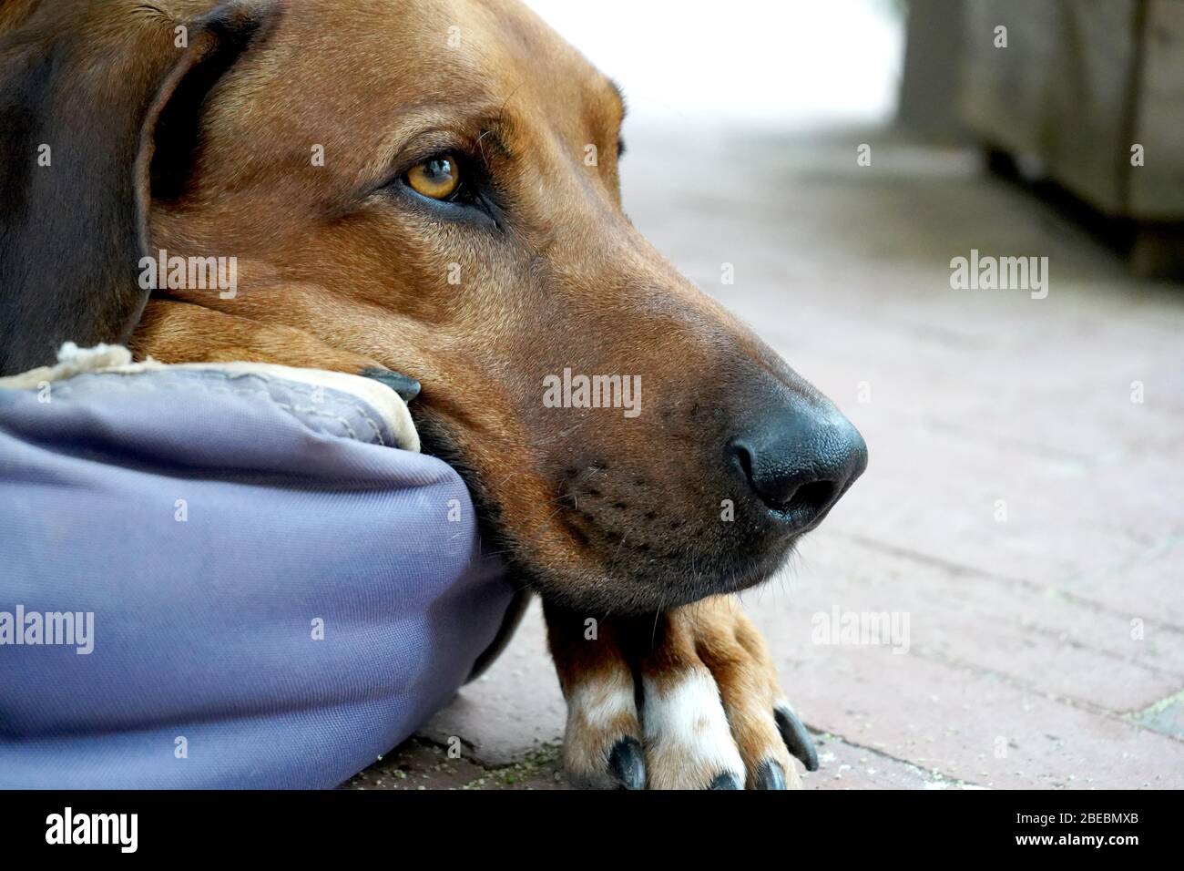 Großer brauner Hund liegt in seinem Korb Stockfoto