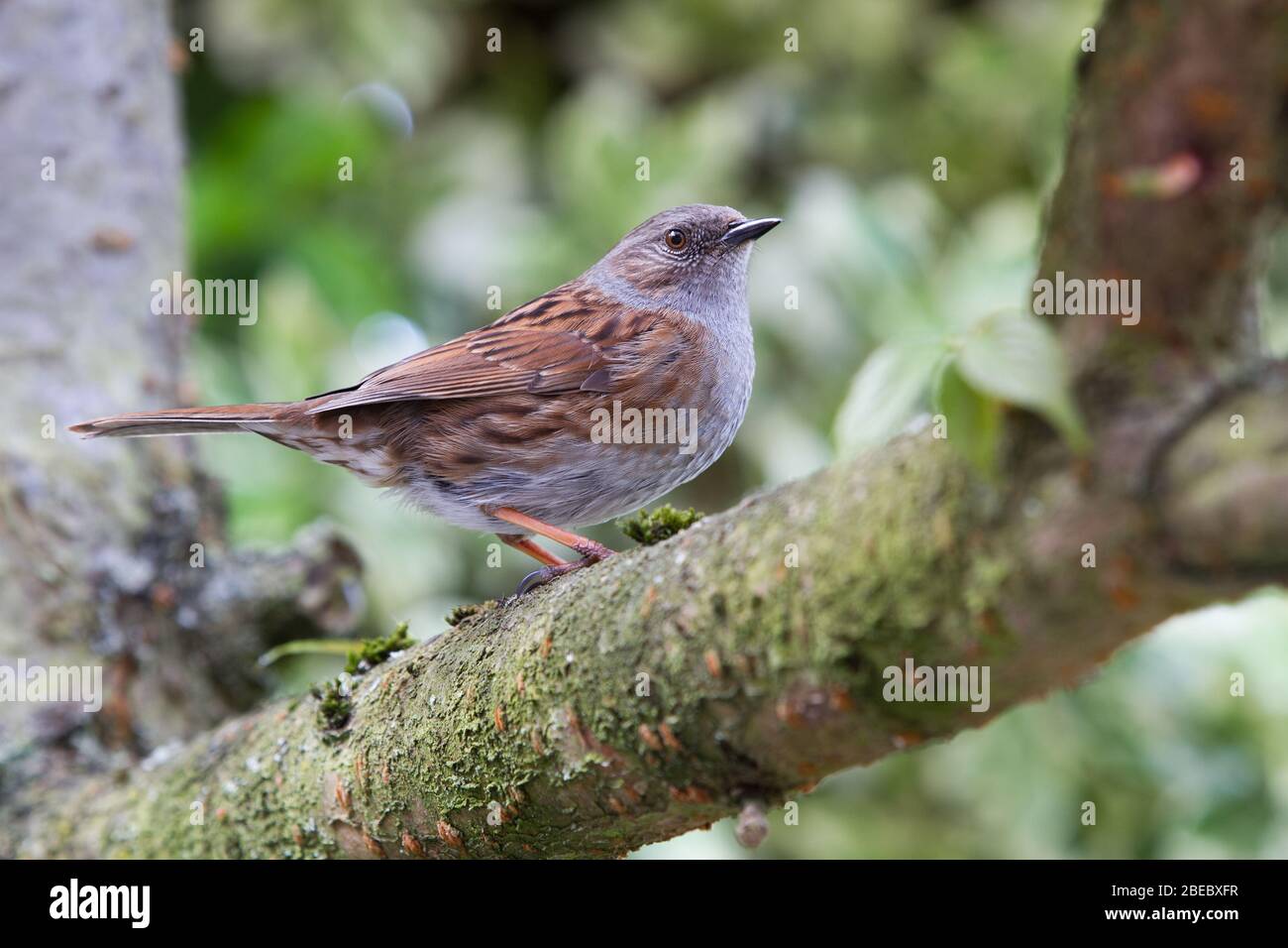 Ein Nahaufnahme-Porträt eines kleinen UK und Europa Gartenvogels namens Dunnock oder Prunella Modularis Stockfoto