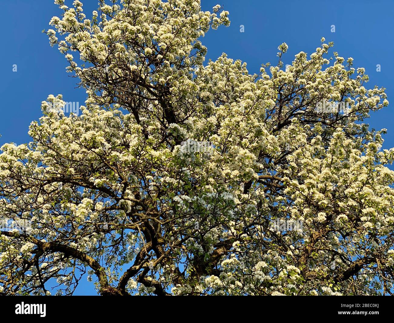 Blühender Apfelbaum vor blauem Himmel im Frühling Stockfoto