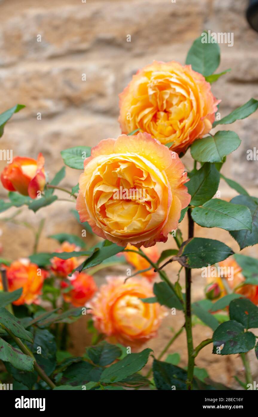 Eine Fülle von orangefarbenen Rosen blüht an der Cotswold Wand. Stockfoto