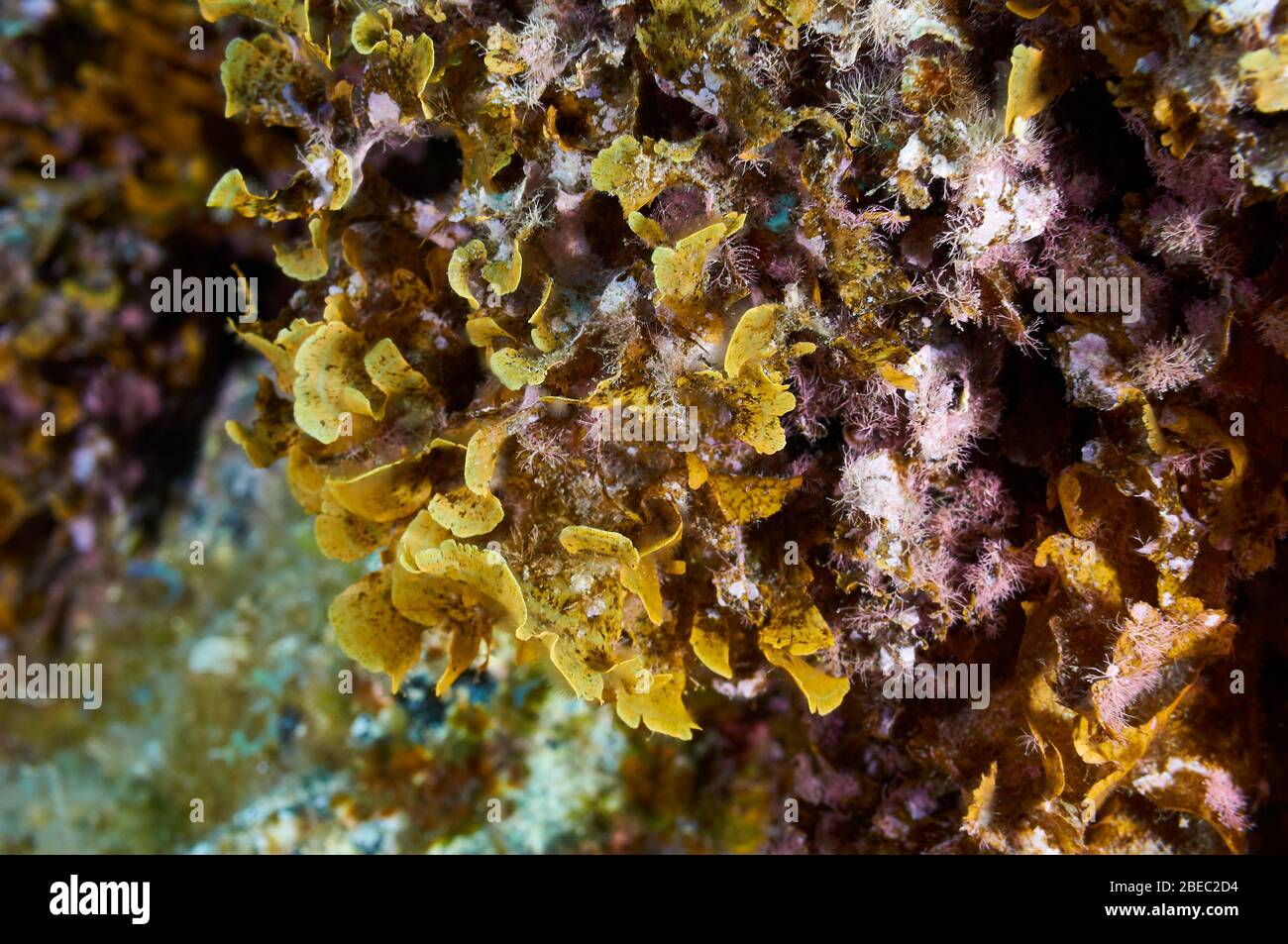 Unterwasser-Makroaufnahme der grünen Flachblatt-Braunalge (Stypopodium zonale) (Puerto Naos, La Palma, Kanarische Inseln, Atlantik, Spanien) Stockfoto