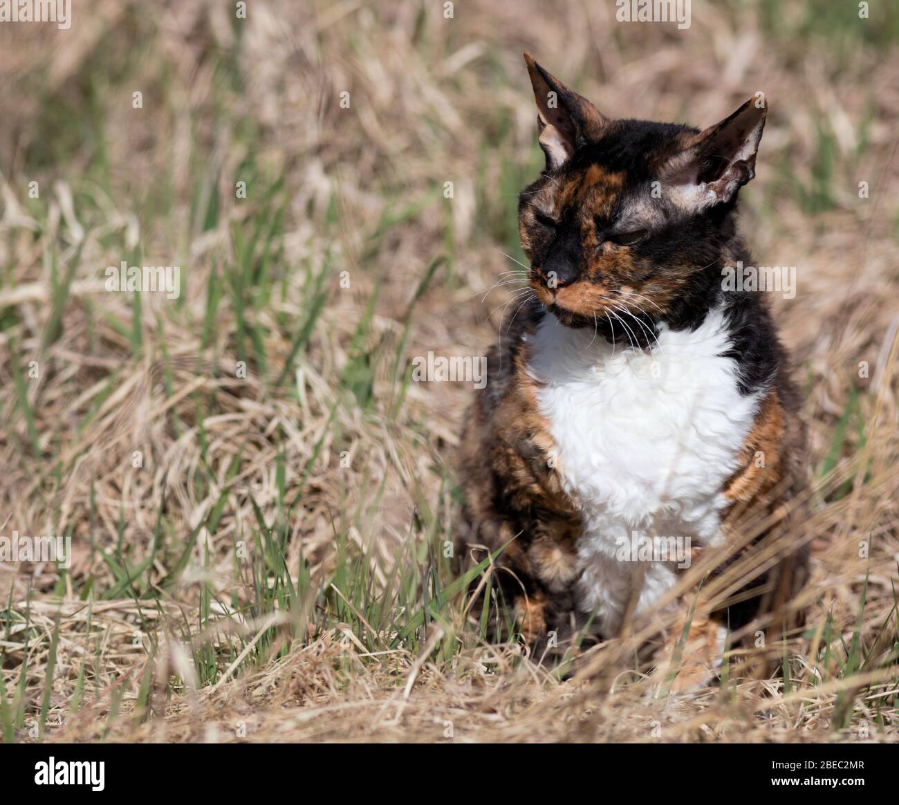 Cornish Rex Katze ruhig blinzeln, sitzen im Gras Stockfoto