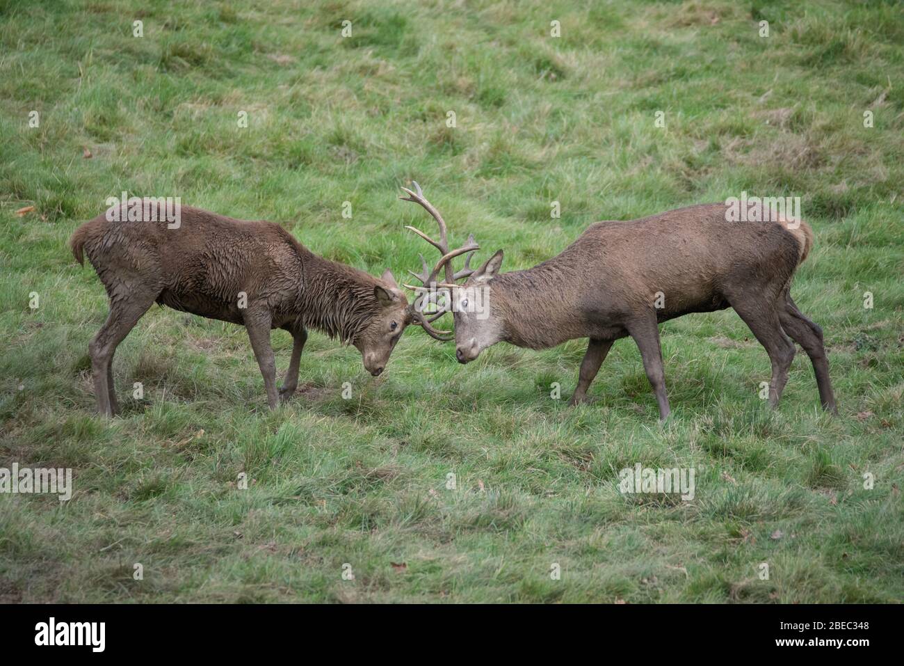 Hirschen aus Studley Park Stockfoto
