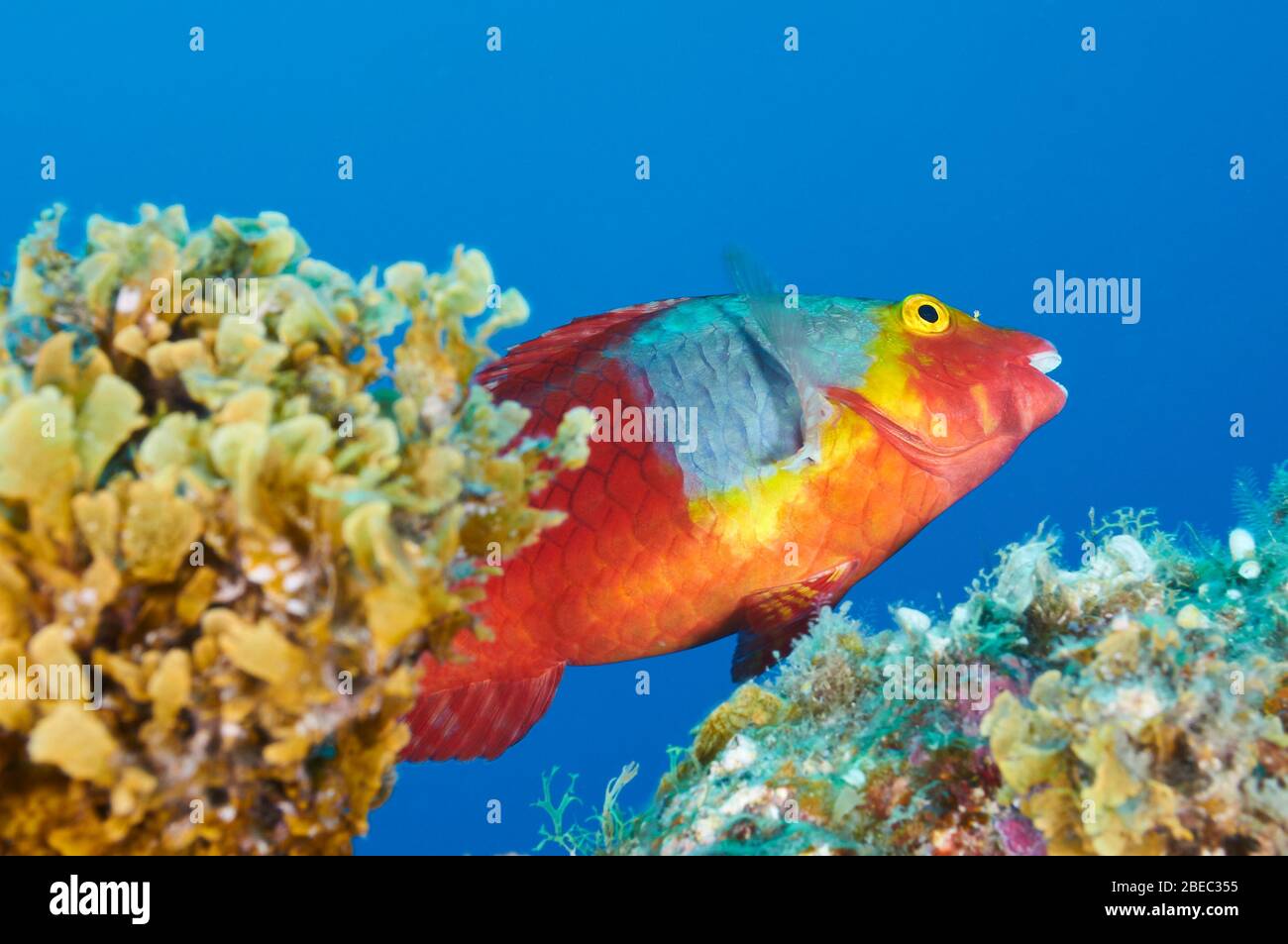 Mittelmeer Papageienfisch (Sparisoma cretense) Erwachsene weibliche Unterwasser-Fisch-Porträt (Puerto Naos, La Palma, Kanarische Inseln, Atlantik, Spanien) Stockfoto