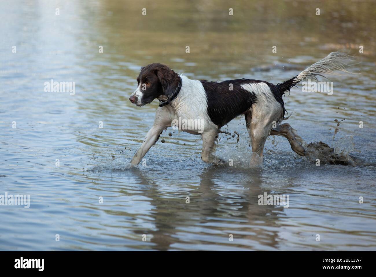 Englisch Springer Spaniel, Leber und Weiß Stockfoto