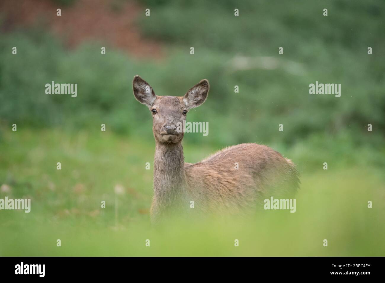 Hirschen aus Studley Park Stockfoto
