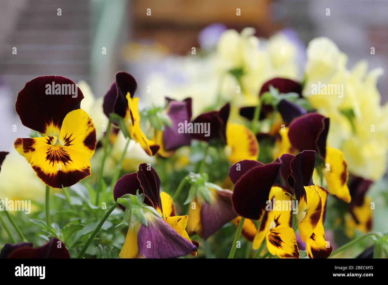 Comer See, Lombardei, Italien, Blumen, See Stockfoto